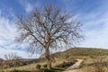 Beautiful tree against a dramatic sky in the Sienese countryside, Tuscany, Italy Royalty Free Stock Photo