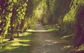 Beautiful tree alley in early autumn with golden light seeping in. Royalty Free Stock Photo