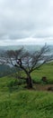 Beautiful tree on arth old tree Royalty Free Stock Photo