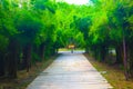 Beautiful tree and bamboo tunnel in the public parks background and wallpaper Royalty Free Stock Photo