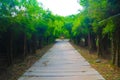 Beautiful tree and bamboo tunnel in the public parks background and wallpaper Royalty Free Stock Photo