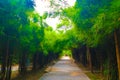 Beautiful tree and bamboo tunnel in the public parks background and wallpaper Royalty Free Stock Photo