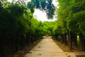 Beautiful tree and bamboo tunnel in the public parks background and wallpaper Royalty Free Stock Photo