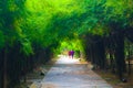 Beautiful tree and bamboo tunnel in the public parks background and wallpaper