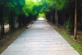 Beautiful tree and bamboo tunnel in the public parks background and wallpaper