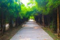 Beautiful tree and bamboo tunnel in the public parks background and wallpaper