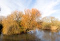 Beautiful tree on banks of River Avon Christchurch Dorset England UK Royalty Free Stock Photo