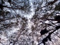 The beautiful tree in the beach of bengkulu