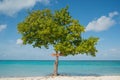 Beautiful tree at the beach near ocean with i love Gulhi sign