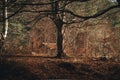 Beautiful tree with big branches in the sunny bright morning in the woods.