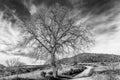 Beautiful tree in black and white against a dramatic sky in the Sienese countryside, Tuscany, Italy Royalty Free Stock Photo