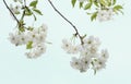 Beautiful tree blossoms against a blue background.