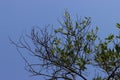 Beautiful tree on blue sky background