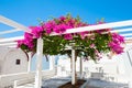 Beautiful tree with pink flowers on Santorini island, Greece Royalty Free Stock Photo