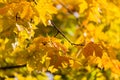 Beautiful tree branch in autumnal forest Royalty Free Stock Photo