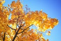 Beautiful tree branch in autumnal forest Royalty Free Stock Photo