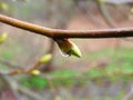 Water drop on tree bud, Lithuania Royalty Free Stock Photo