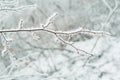 Beautiful tree branch, covered with white, sharp needles of hoarfrost on a background of a winter landscape, concept seasonal, Royalty Free Stock Photo