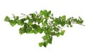 Beautiful tree branch with green leaves on white background Royalty Free Stock Photo