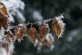 Beautiful tree branch with leaves, covered with white, sharp needles of hoarfrost on a background of a winter landscape, seasonal Royalty Free Stock Photo
