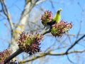 Beautiful tree branch, Lithuania Royalty Free Stock Photo