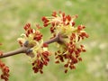 Beautiful tree branch in spring, Lithuania Royalty Free Stock Photo