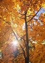 Beautiful tree branch with sun in autumnal forest Royalty Free Stock Photo