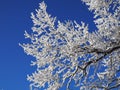 Beautiful tree branches covered with snow against the blue sky on a bright Sunny winter day Royalty Free Stock Photo