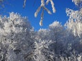 Beautiful tree branches covered with snow against the blue sky on a bright Sunny winter day Royalty Free Stock Photo