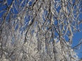 beautiful tree branches covered with snow against the blue sky on a bright Sunny winter day Royalty Free Stock Photo