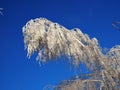 beautiful tree branches covered with snow against the blue sky on a bright Sunny winter day Royalty Free Stock Photo