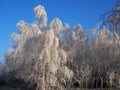 beautiful tree branches covered with snow against the blue sky on a bright Sunny winter day Royalty Free Stock Photo