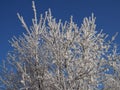 beautiful tree branches covered with snow against the blue sky on a bright Sunny winter day Royalty Free Stock Photo