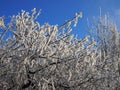 beautiful tree branches covered with snow against the blue sky on a bright Sunny winter day Royalty Free Stock Photo