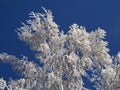 beautiful tree branches covered with snow against the blue sky on a bright Sunny winter day Royalty Free Stock Photo