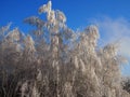 beautiful tree branches covered with snow against the blue sky on a bright Sunny winter day Royalty Free Stock Photo