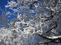 Beautiful tree branches covered with snow against the blue sky on a bright Sunny winter day Royalty Free Stock Photo
