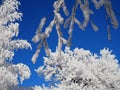 Beautiful tree branches covered with snow against the blue sky on a bright Sunny winter day Royalty Free Stock Photo