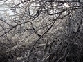 Beautiful tree branches covered with snow against the blue sky on a bright Sunny winter day Royalty Free Stock Photo