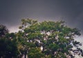 A green tree with stormy sky background Royalty Free Stock Photo