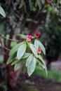 Pretty Dark Pink Flowers Growing from a Tree up in the Hills in Madeira