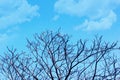 Beautiful Tree branches without leaf in spring against blue cloudy sky background. Royalty Free Stock Photo