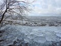 Beautiful tree branches near Curonian spit in winter, Lithuania Royalty Free Stock Photo