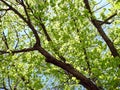 Beautiful tree branches in spring, Lithuania Royalty Free Stock Photo