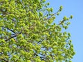 Beautiful tree branches in spring, Lithuania Royalty Free Stock Photo