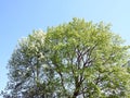 Beautiful tree branches in spring, Lithuania Royalty Free Stock Photo