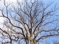 Beautiful tree branches in spring, Lithuania Royalty Free Stock Photo