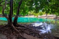 Beautiful tree with branchy roots on the background of the emerald lake in Krabi, Thailand