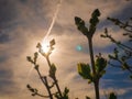 Small tree buds at sunset