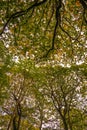 Beautiful tree canopy in Fore Wood Nature Reserve, Crowhurst, East Sussex, England